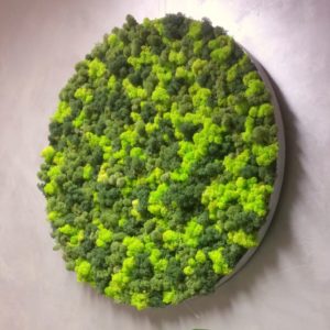 Moss - Reindeer Moss - Pictures - Elements